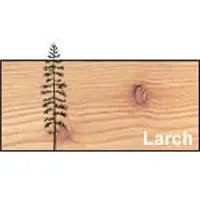 Larch