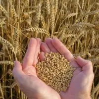 Wheat Grain
