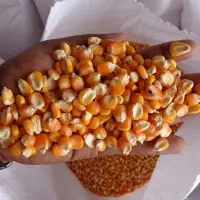 Yellow Maize (Corn)
