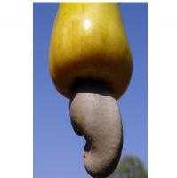 Cashew
