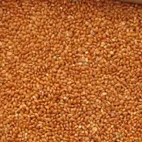 Red Millet