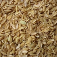 Rice Husk
