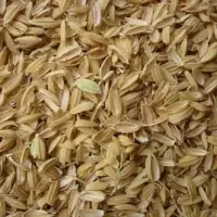 Rice Husk