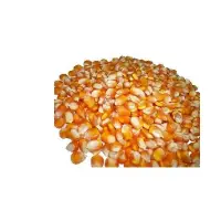Yellow Maize