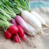 Fresh Radish