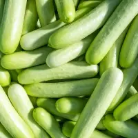 Fresh Cucumber