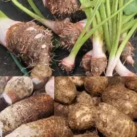 Fresh Taro
