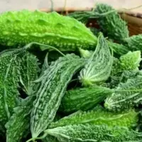 Fresh Bitter Gourd