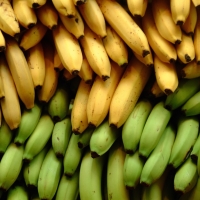 Fresh Banana