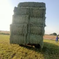 Rhode Grass