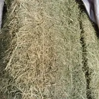 Alfalfa