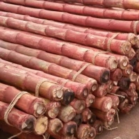 Bamboo, Bamboo Pole, Bamboo Poles
