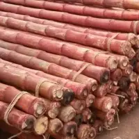 Bamboo, Bamboo Pole, Bamboo Poles