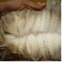 Merino Sheep Skins