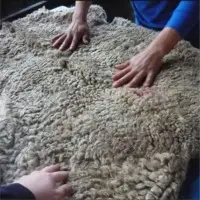 Sheep Skins
