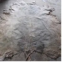Dry salted Donkey Hides
