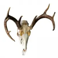 Deer Horn