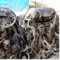 Wet Cow Hides