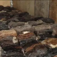 Wet Salted Donkey Hides