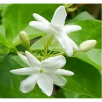 Jasmine Grandiflorum Absolute Oil