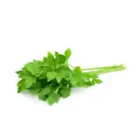 Coriander Essential Oil