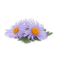 Blue Chamomile Essential Oil