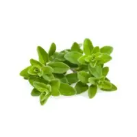 Marjoram Essential Oil