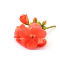 Geranium Essential Oil