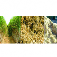 Bagasse