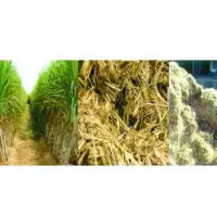 Bagasse