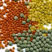Lentils