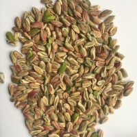 Pistachio Nuts