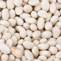Small White Bean