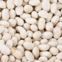 Small White Bean