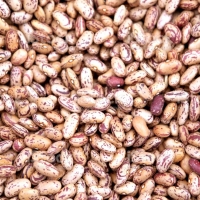 Small Reddish Bean