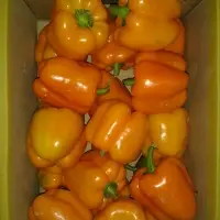 Colored Capsicum