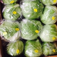 Ice berg Lettuce