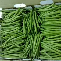 Green Bean Or French Beans