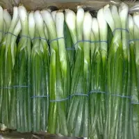 Spring Onion