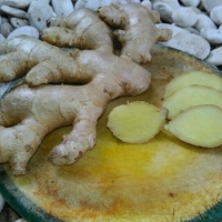 Elephant Ginger