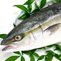 Yellowtail Fish