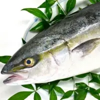 Yellowtail Fish