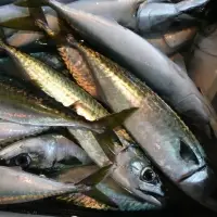 Mackerel Fish