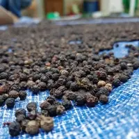 Sarawak Black Pepper