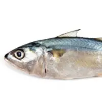 Frozen Mackerel Fish