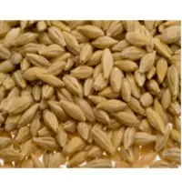 Barley