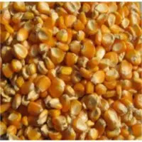 Yellow Corn