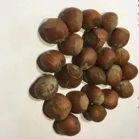 Hazelnuts In-shell