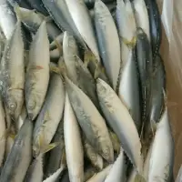 Frozen Mackerel