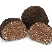 Tuber Uncinatum
